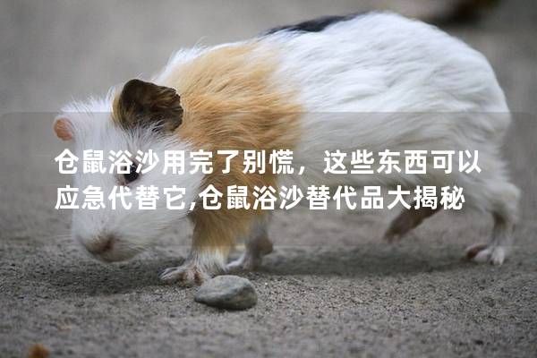 仓鼠浴沙用完了别慌，这些东西可以应急代替它,仓鼠浴沙替代品大揭秘