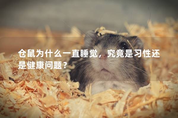 仓鼠为什么一直睡觉，究竟是习性还是健康问题？
