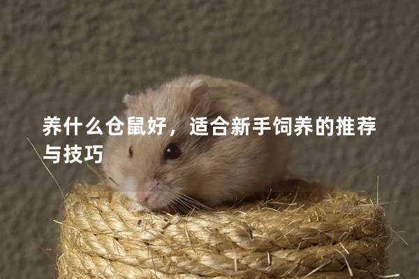 养什么仓鼠好，适合新手饲养的推荐与技巧