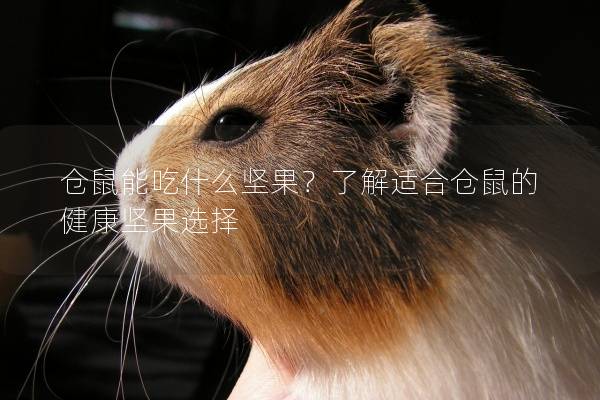 仓鼠能吃什么坚果？了解适合仓鼠的健康坚果选择