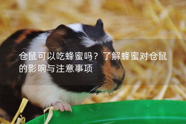 仓鼠可以吃蜂蜜吗？了解蜂蜜对仓鼠的影响与注意事项