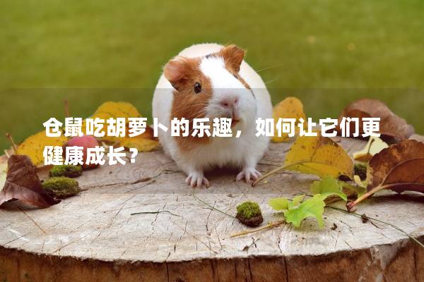 仓鼠吃胡萝卜的乐趣，如何让它们更健康成长？