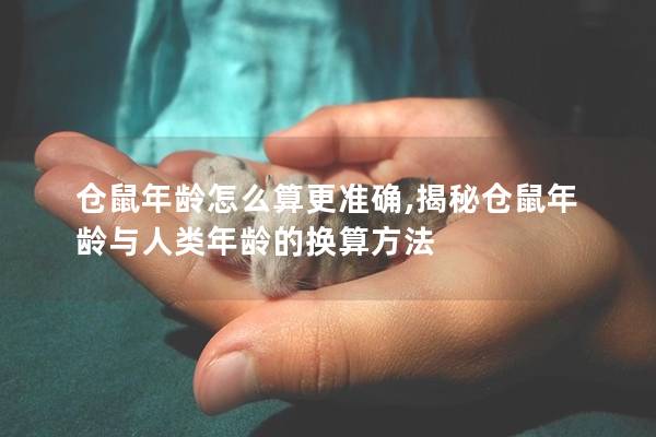 仓鼠年龄怎么算更准确,揭秘仓鼠年龄与人类年龄的换算方法