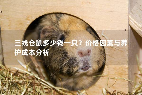 三线仓鼠多少钱一只？价格因素与养护成本分析