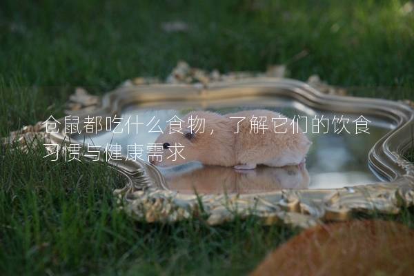 仓鼠都吃什么食物，了解它们的饮食习惯与健康需求