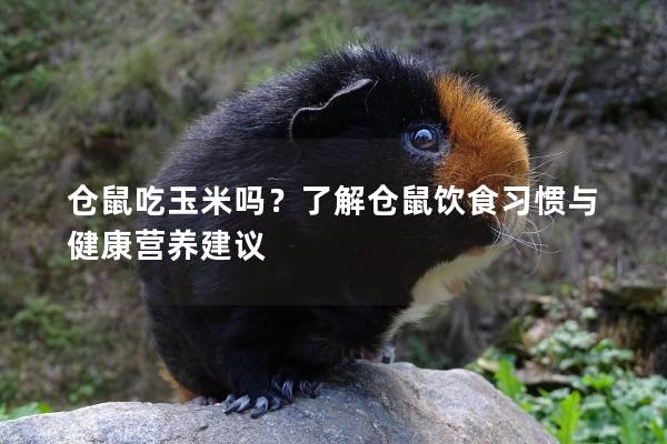 仓鼠吃玉米吗？了解仓鼠饮食习惯与健康营养建议