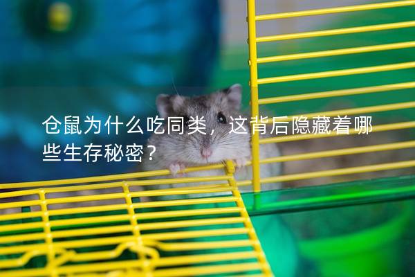 仓鼠为什么吃同类，这背后隐藏着哪些生存秘密？