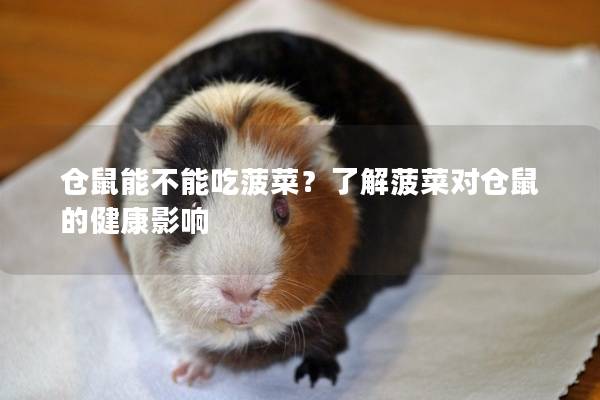仓鼠能不能吃菠菜？了解菠菜对仓鼠的健康影响
