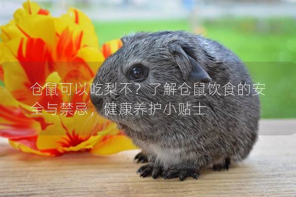 仓鼠可以吃梨不？了解仓鼠饮食的安全与禁忌，健康养护小贴士