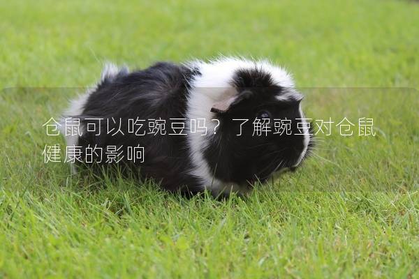 仓鼠可以吃豌豆吗？了解豌豆对仓鼠健康的影响