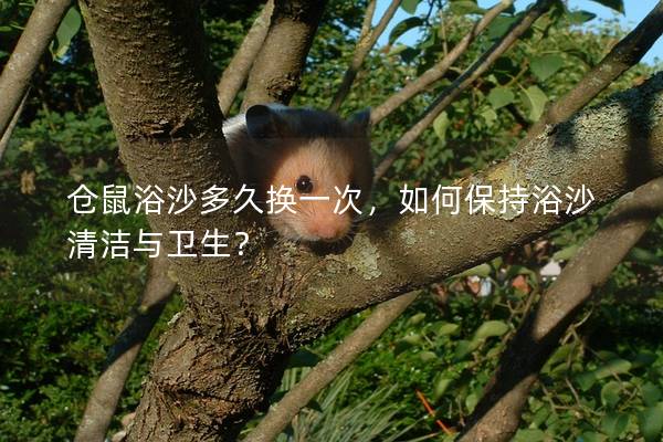 仓鼠浴沙多久换一次，如何保持浴沙清洁与卫生？