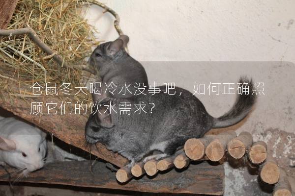 仓鼠冬天喝冷水没事吧，如何正确照顾它们的饮水需求？