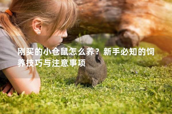 刚买的小仓鼠怎么养？新手必知的饲养技巧与注意事项