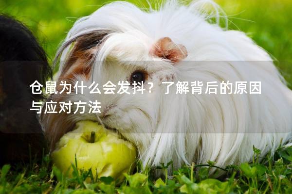 仓鼠为什么会发抖？了解背后的原因与应对方法