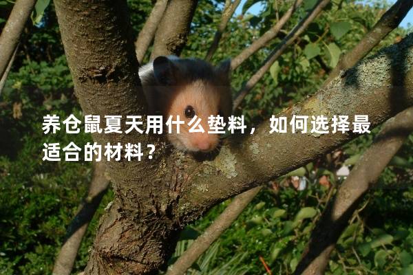 养仓鼠夏天用什么垫料，如何选择最适合的材料？