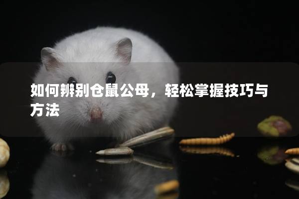 如何辨别仓鼠公母，轻松掌握技巧与方法