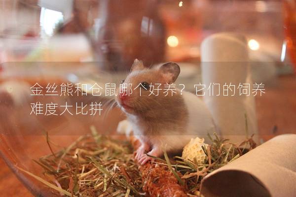 金丝熊和仓鼠哪个好养？它们的饲养难度大比拼