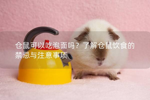 仓鼠可以吃泡面吗？了解仓鼠饮食的禁忌与注意事项