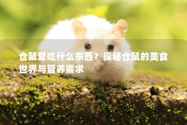 仓鼠爱吃什么东西？探秘仓鼠的美食世界与营养需求