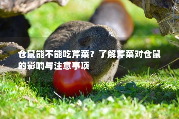 仓鼠能不能吃芹菜？了解芹菜对仓鼠的影响与注意事项