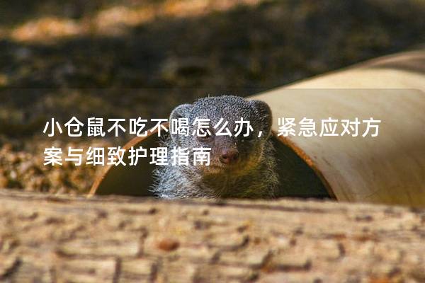 小仓鼠不吃不喝怎么办，紧急应对方案与细致护理指南