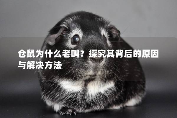 仓鼠为什么老叫？探究其背后的原因与解决方法