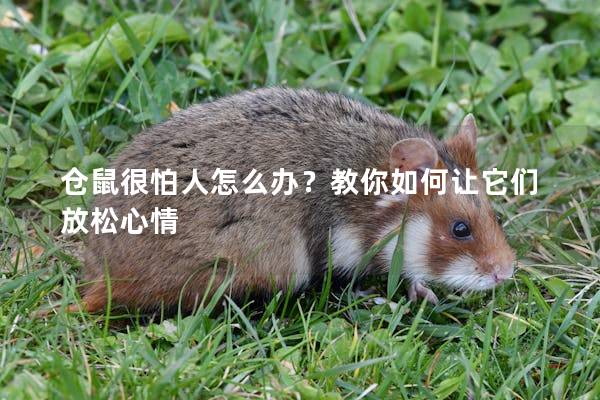 仓鼠很怕人怎么办？教你如何让它们放松心情