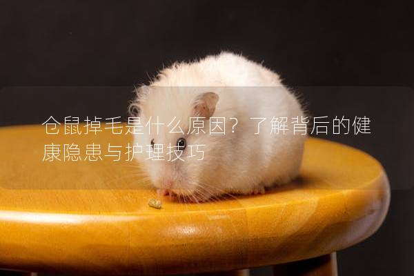 仓鼠掉毛是什么原因？了解背后的健康隐患与护理技巧