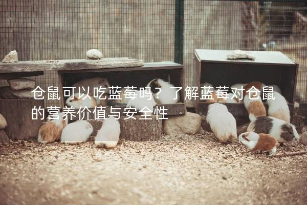 仓鼠可以吃蓝莓吗？了解蓝莓对仓鼠的营养价值与安全性