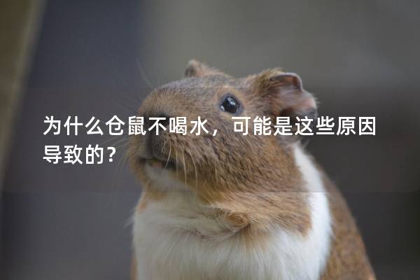 为什么仓鼠不喝水，可能是这些原因导致的？