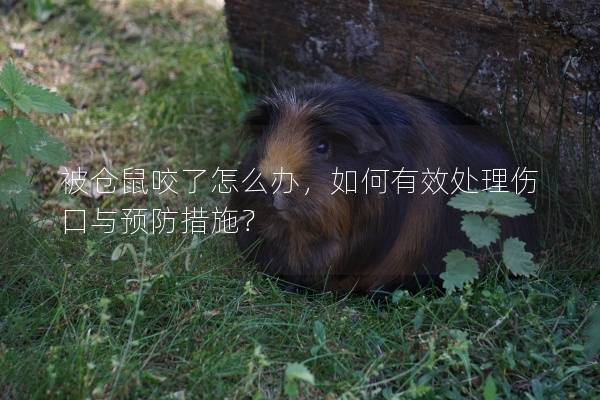 被仓鼠咬了怎么办，如何有效处理伤口与预防措施？