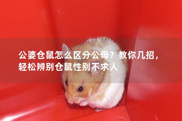 公婆仓鼠怎么区分公母？教你几招，轻松辨别仓鼠性别不求人