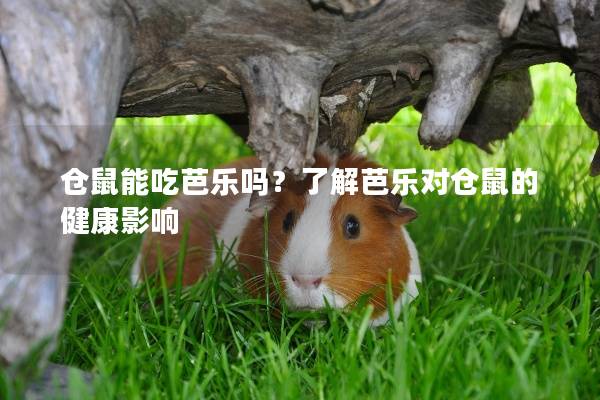 仓鼠能吃芭乐吗？了解芭乐对仓鼠的健康影响