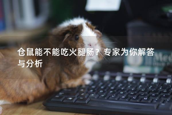 仓鼠能不能吃火腿肠？专家为你解答与分析