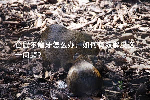 仓鼠不磨牙怎么办，如何有效解决这一问题？