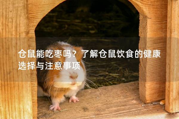 仓鼠能吃枣吗？了解仓鼠饮食的健康选择与注意事项