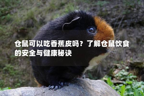 仓鼠可以吃香蕉皮吗？了解仓鼠饮食的安全与健康秘诀