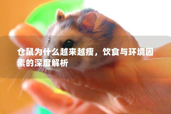 仓鼠为什么越来越瘦，饮食与环境因素的深度解析