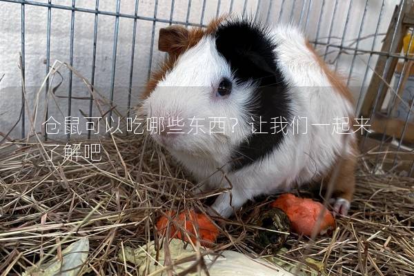 仓鼠可以吃哪些东西？让我们一起来了解吧
