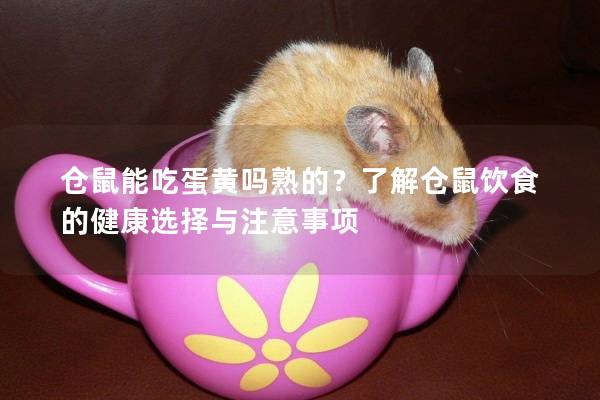 仓鼠能吃蛋黄吗熟的？了解仓鼠饮食的健康选择与注意事项