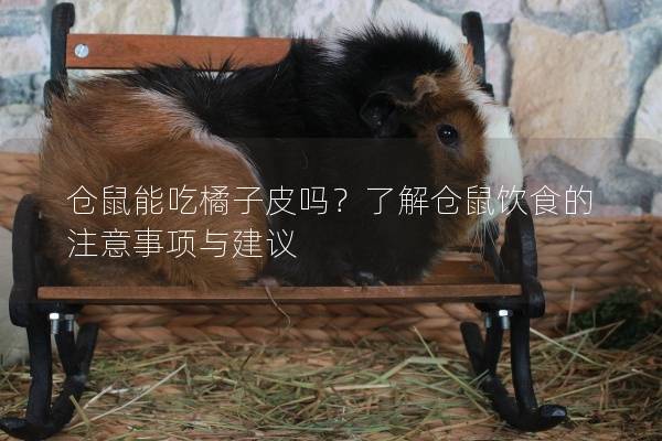 仓鼠能吃橘子皮吗？了解仓鼠饮食的注意事项与建议