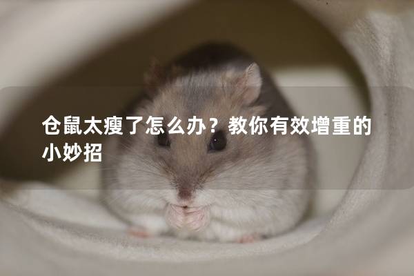 仓鼠太瘦了怎么办？教你有效增重的小妙招