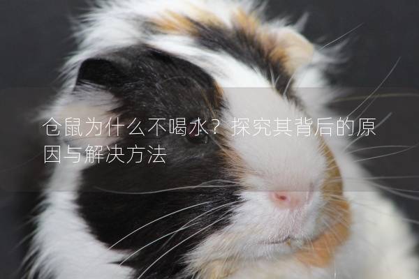 仓鼠为什么不喝水？探究其背后的原因与解决方法