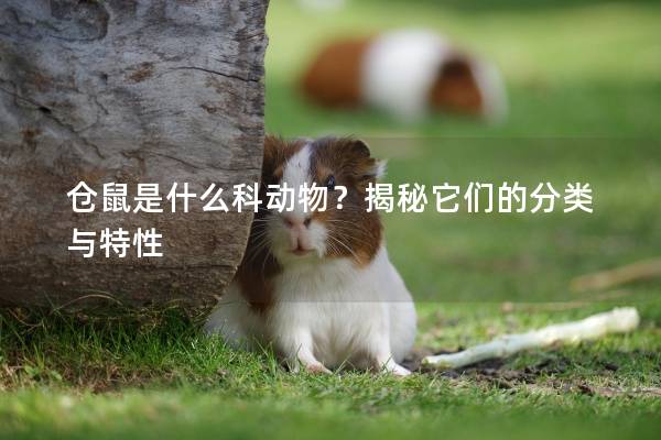 仓鼠是什么科动物？揭秘它们的分类与特性