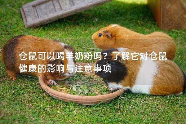 仓鼠可以喝羊奶粉吗？了解它对仓鼠健康的影响与注意事项