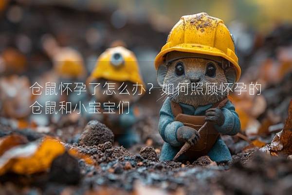仓鼠怀孕了怎么办？如何照顾怀孕的仓鼠和小宝宝们