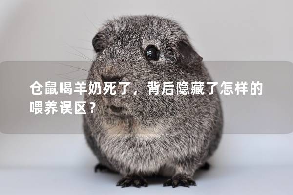 仓鼠喝羊奶死了，背后隐藏了怎样的喂养误区？