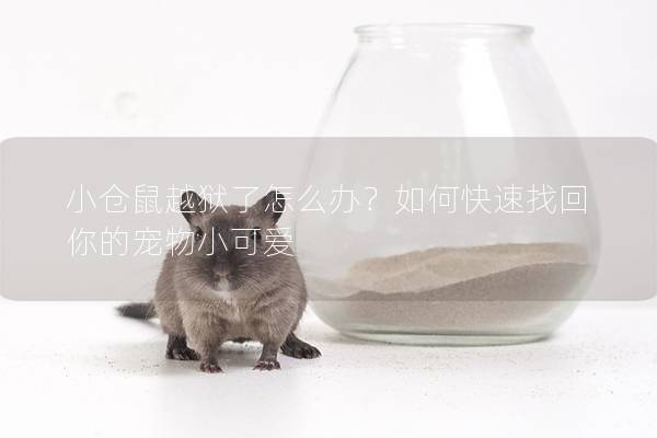 小仓鼠越狱了怎么办？如何快速找回你的宠物小可爱