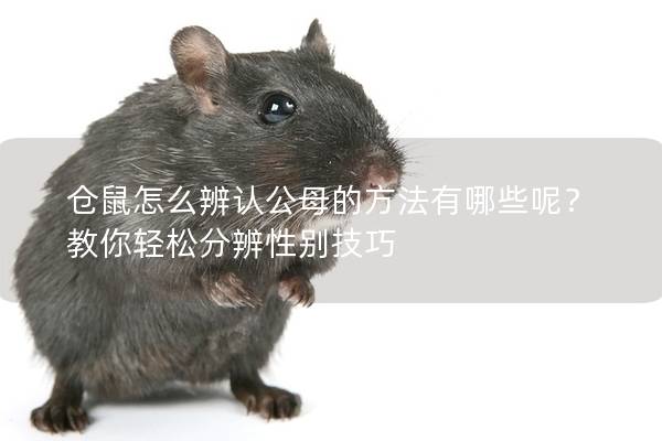 仓鼠怎么辨认公母的方法有哪些呢？教你轻松分辨性别技巧