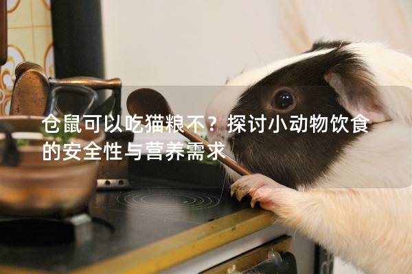 仓鼠可以吃猫粮不？探讨小动物饮食的安全性与营养需求